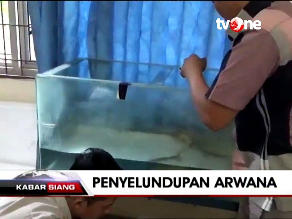Penyelundupan 90 Ekor Arwana Golden Red Digagalkan Petugas