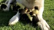When Mother Duck Disappears, Dog Steps In As ‘Dad’ To Adorable Orphaned Ducklings