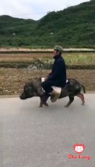 Cưỡi heo đi dạo siêu bá đạo của người đàn ông