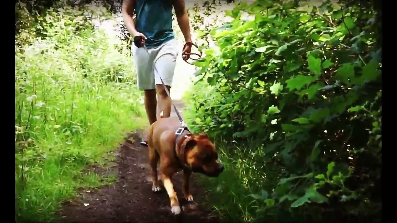 Staffy Dog Overheating...Too Hot For Dogs.....