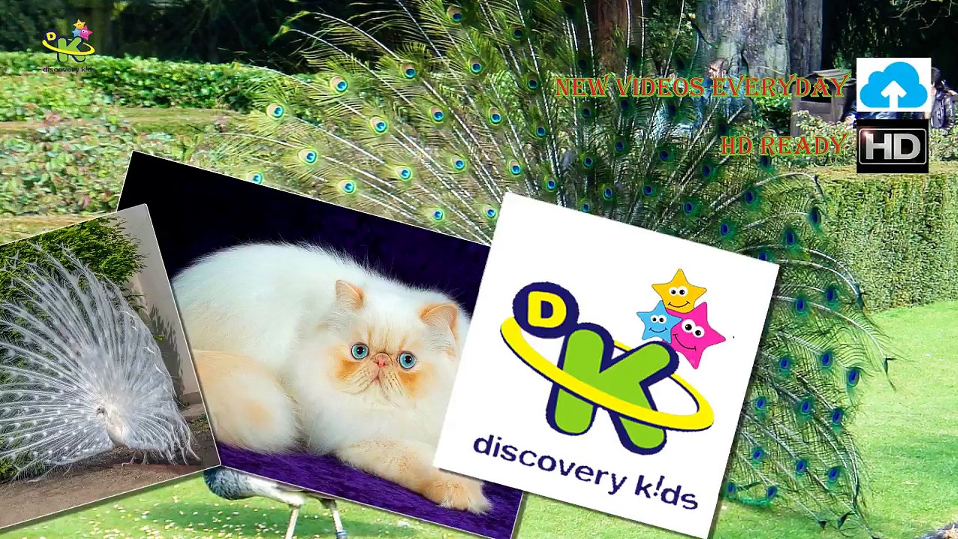 ⁣Top 5 Pet Toxic - Strange  DISCOVERY KIDS ❤