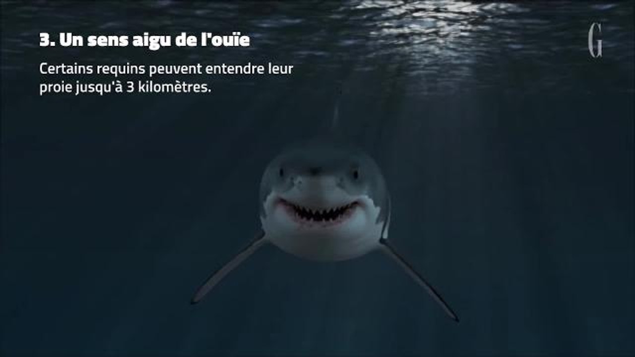 Semaine des requins : 5 choses à savoir sur les squales