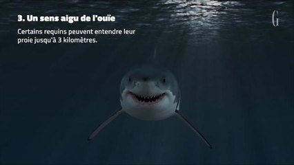 Semaine des requins : 5 choses à savoir sur les squales