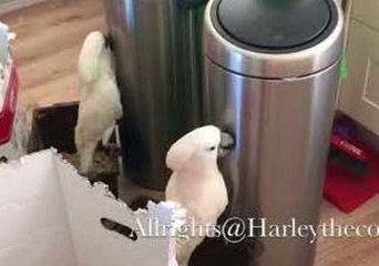 Harley the Cockatoo Faces an Inanimate Household Object