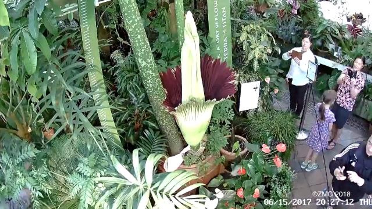 People Are Lining up to Smell a Plant That Reeks of Rotting Flesh