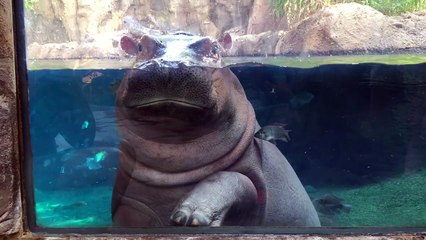 Cincinnati Zoo's Fiona the Baby Hippo