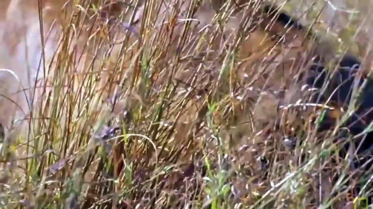 Lion vs warthrog - 5