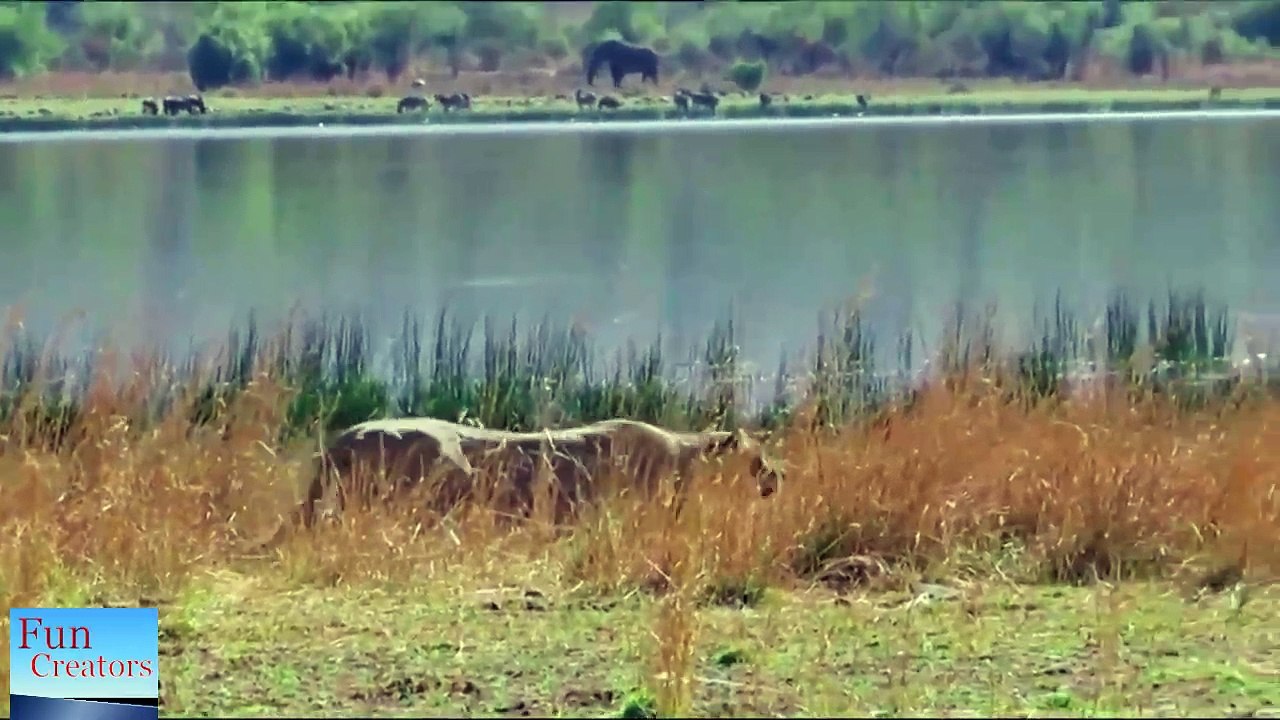 lion vs wildbeast - 5