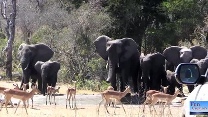 Elephant charge on Impala - 2