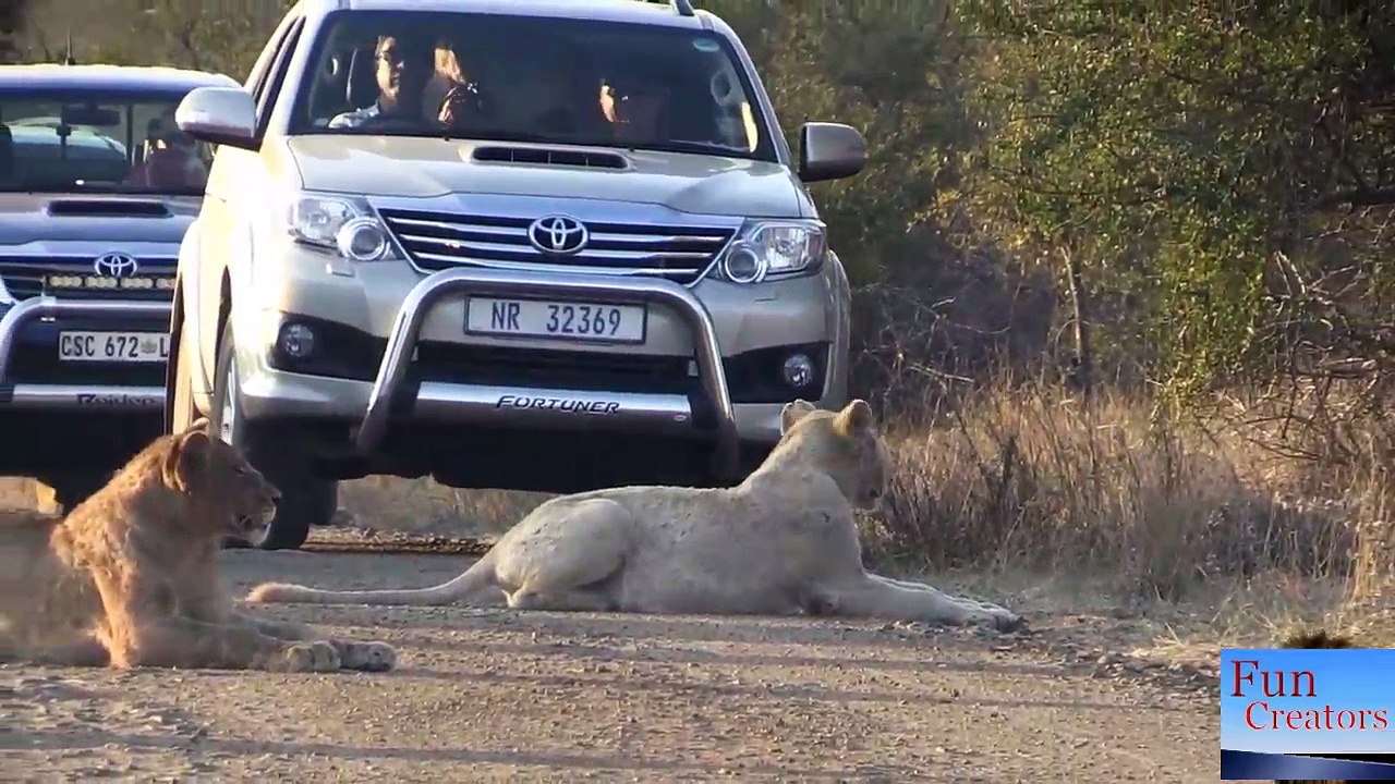 White lion on road