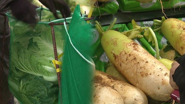 불볕더위에 배추·무 채솟값 급등...비상대책 가동 / YTN