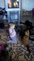 Maine Coons delightfully entertained by baby girl