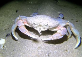 Freediver Captures 'Creatures of the Night' in After-Dark Dive