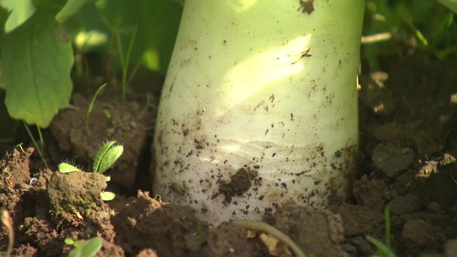 불볕더위에 배추·무 채솟값 급등...비상대책 가동 / YTN