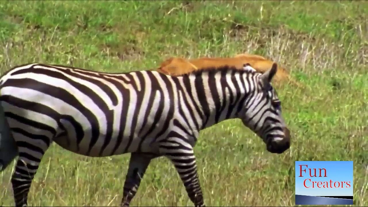 Lion vs zebra - 12