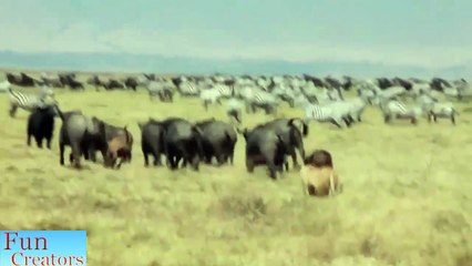 Lion vs buffalow - 16