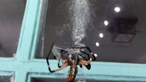 Spider pair after mating / Couple d'araignées après un accouplement