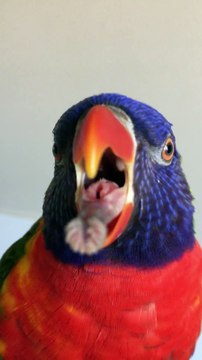 A parrot sticking out his tongue / Un perroquet tire la langue