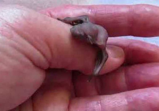 Tiny Microbat Pup Clings to Rescuer's Thumb