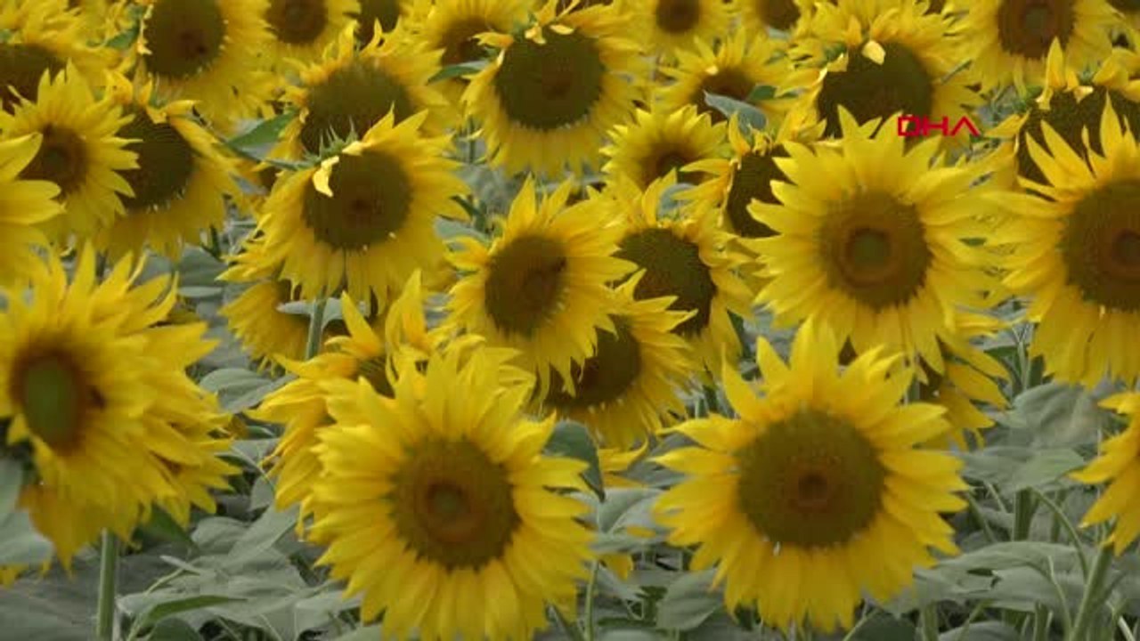 Konya Konya Ovası, Ayçiçek Üretiminde Trakya ile Yarışıyor Hd