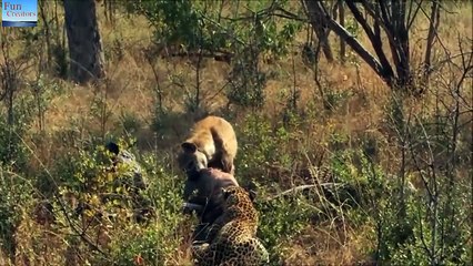 Leopard vs hyenas - fight for food