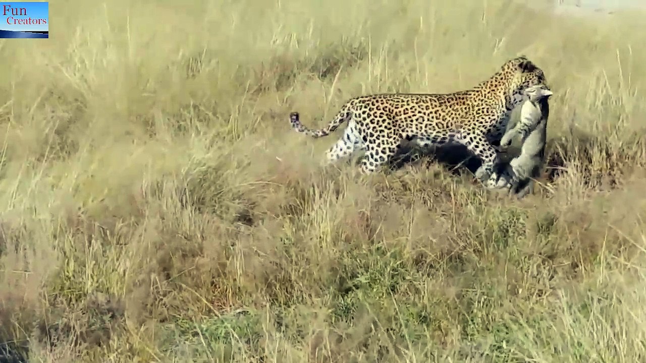 Leopard vs wild cat
