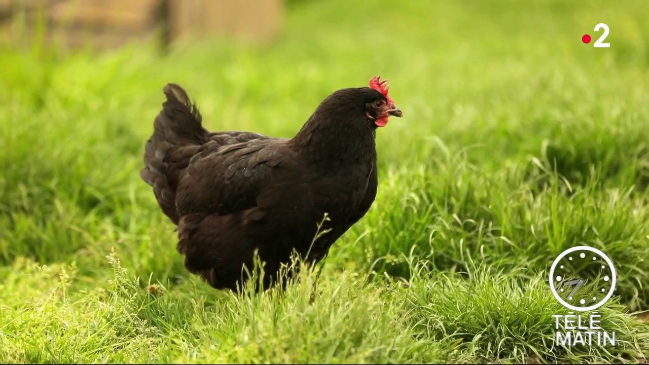 Marchés – Porc noir et poule de Bigorre