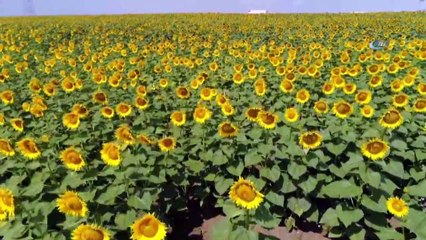 Milyonlarca Ayçiçeğinin Havadan Görüntüsü Mest Etti