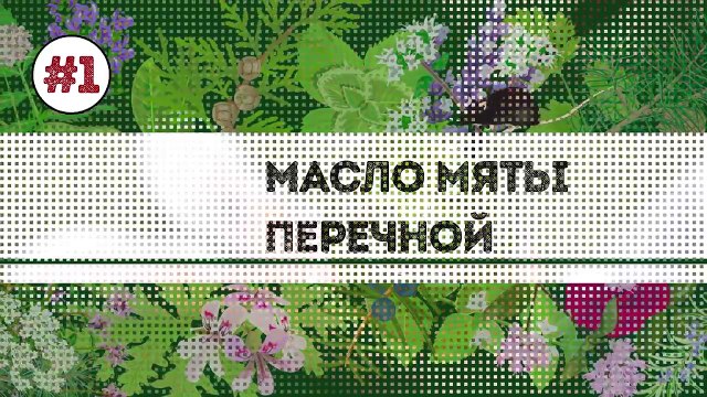 Если в Вашем Доме Будет это Растение, вы Никогда не Увидите Мышей, Пауков и Муравьев Снова!