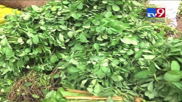 Heavy rains busted Amdavadis' budget, Vegetables prices become skyscraper- Tv9