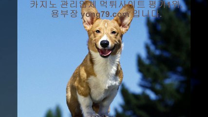 합법토토사이트 ◈【【 yong79。ＣOM 】】◈ 슈퍼카지노