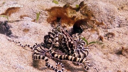 Rare 'Mimic Octopus' looks like a lionfish