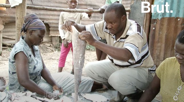 Recyclage : des peaux de poissons transformées en cuir