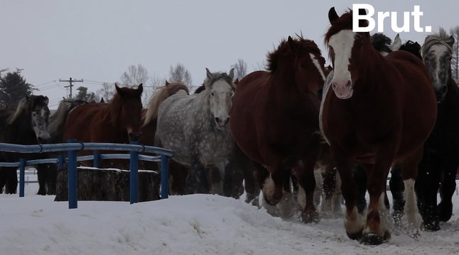 Dans l'enfer des fermes à sang