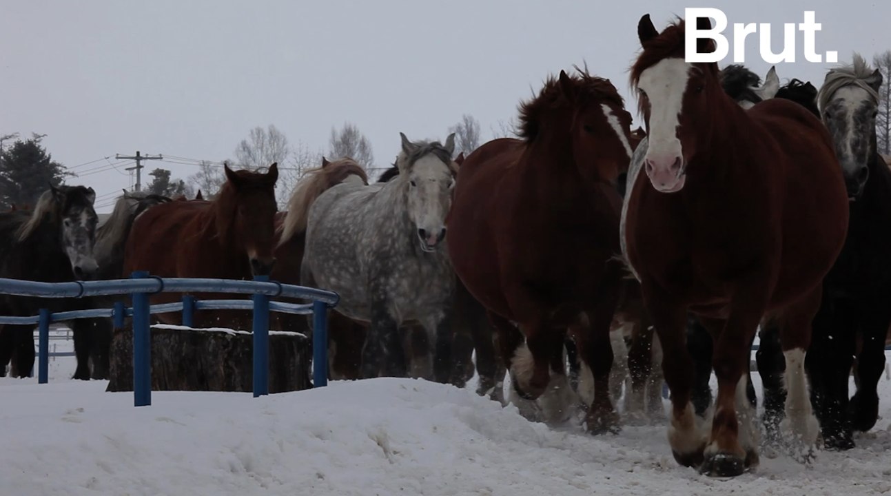 Dans l'enfer des fermes à sang