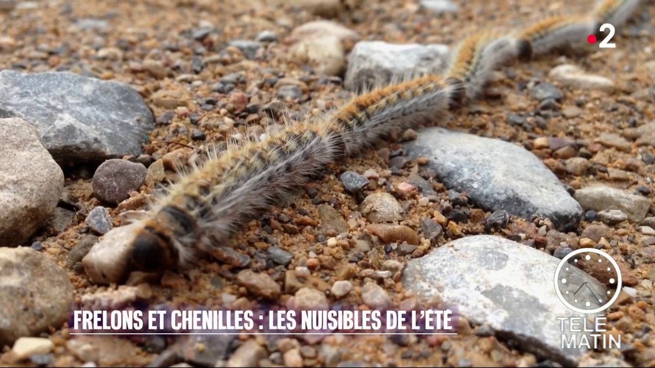 Sciences - Chenille processionnaire