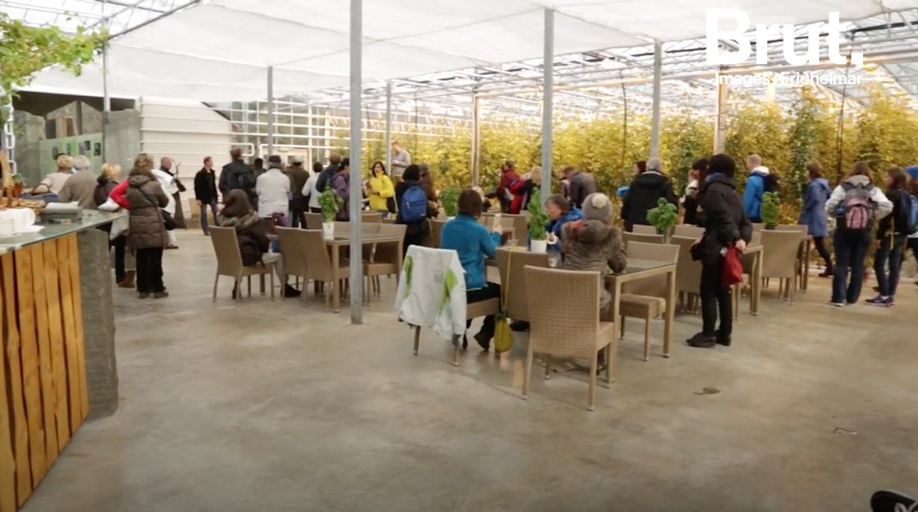 Islande : cette ferme produit des légumes toute l'année grâce à la géothermie
