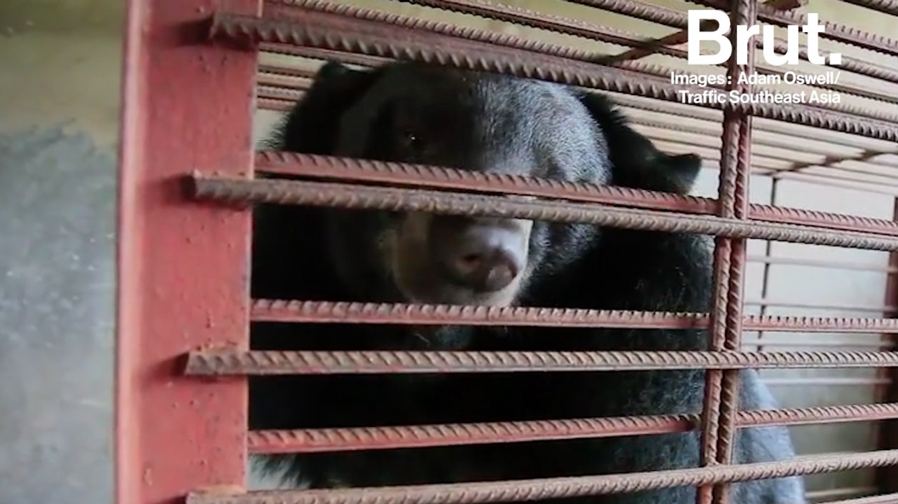 Dans ces fermes en Asie, des ours enfermés pour extraire leur bile