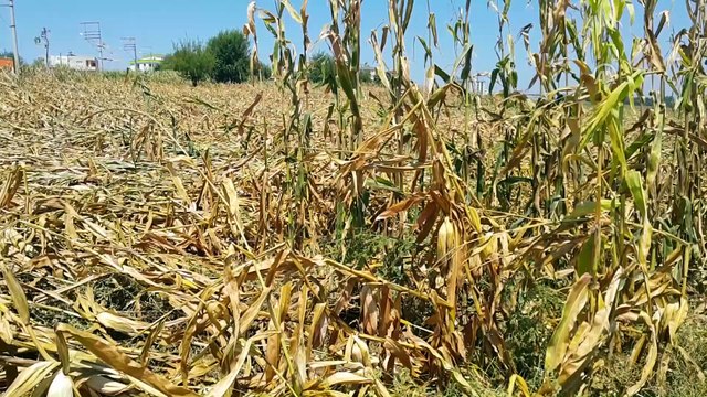 Osmaniye'deki tarım arazilerinde hasar tespit çalışması - OSMANİYE