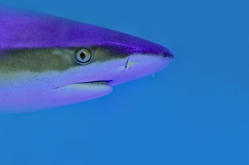 Semaine des requins : 5 choses à savoir sur les squales