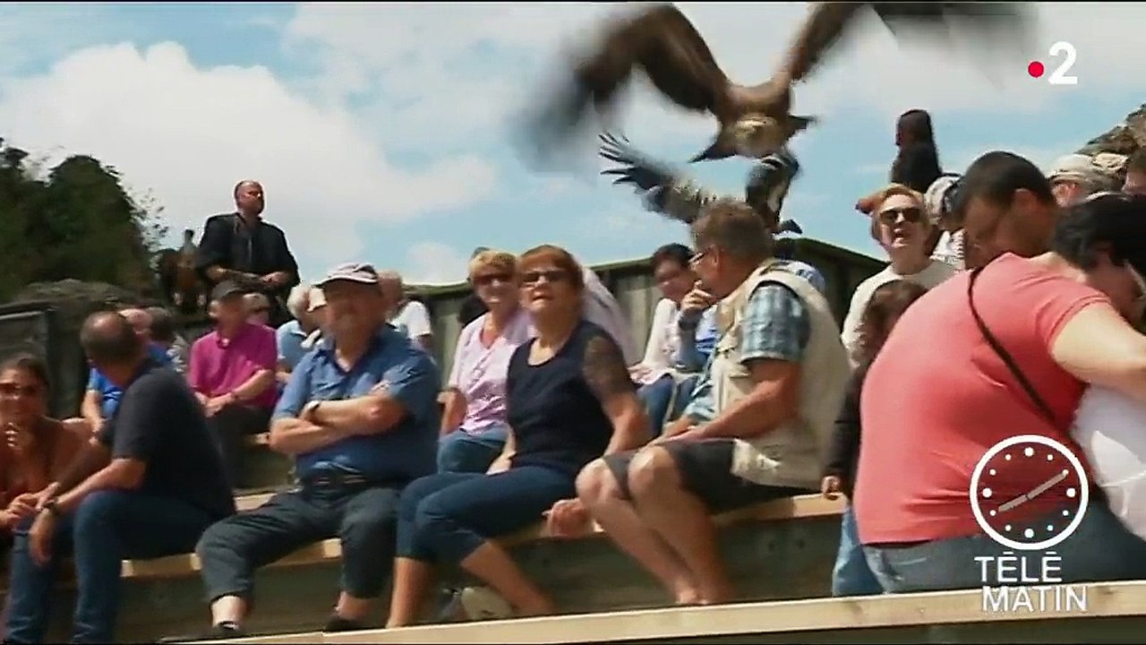 Vienne : faucons et autres rapaces assurent le spectacle à Chauvigny