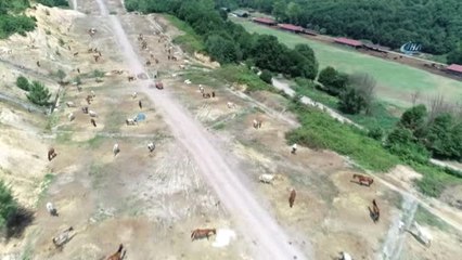 Adaya Sokulmayan Atlar, Sıcağın Altında Kaderine Terk Edildi