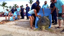Zeeschildpadden met GPSsondes weer vrijgelaten
