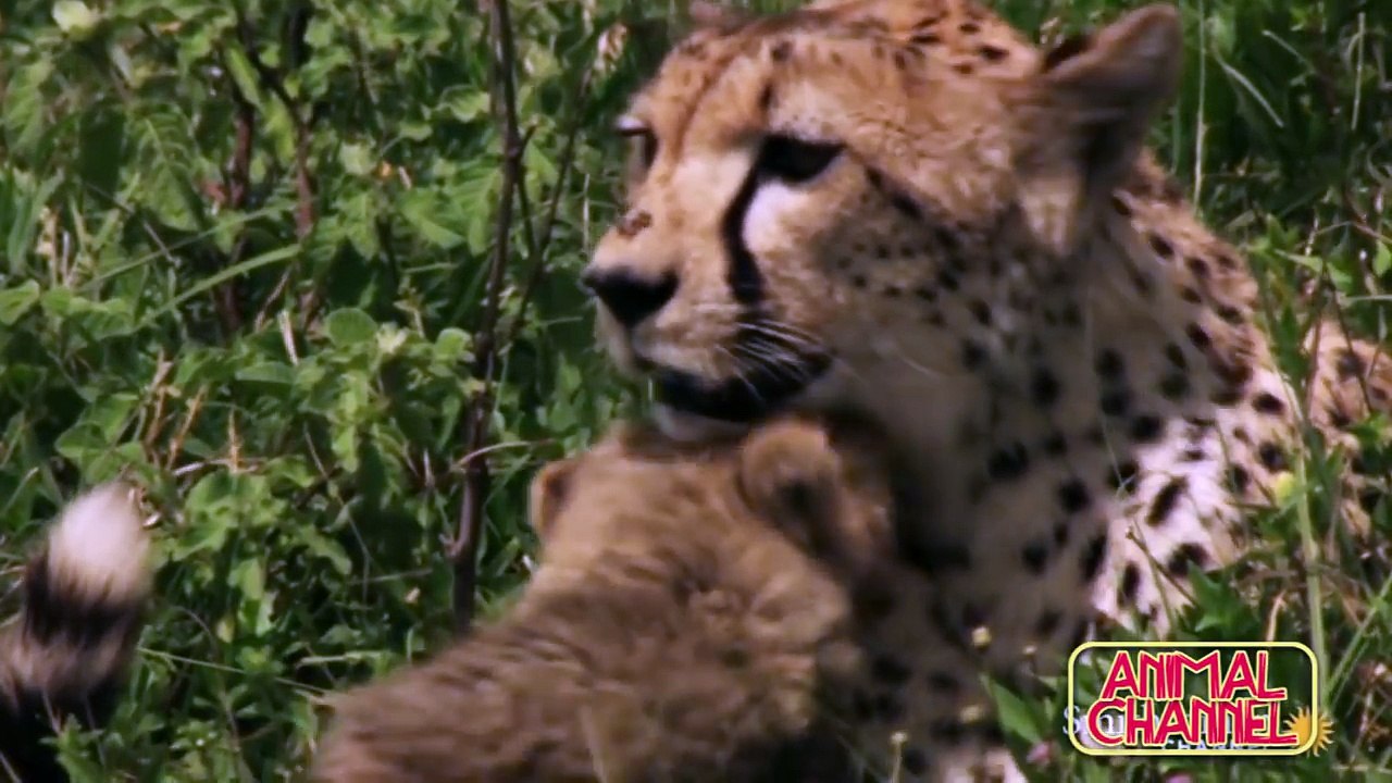 Cheetah_Mom_Protects_Cubs_from_Male_Lion_Amazing_Footage