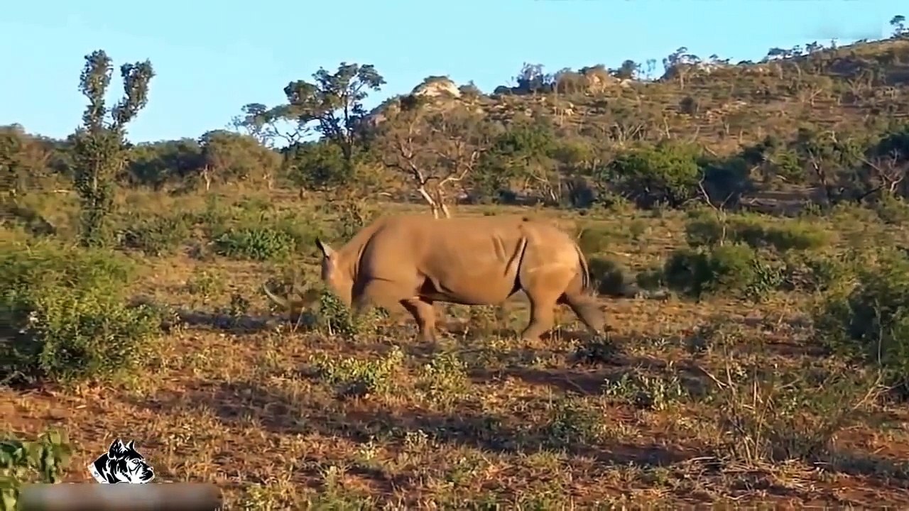 Rhinoの戦い。 すごい瞬間.(2)
