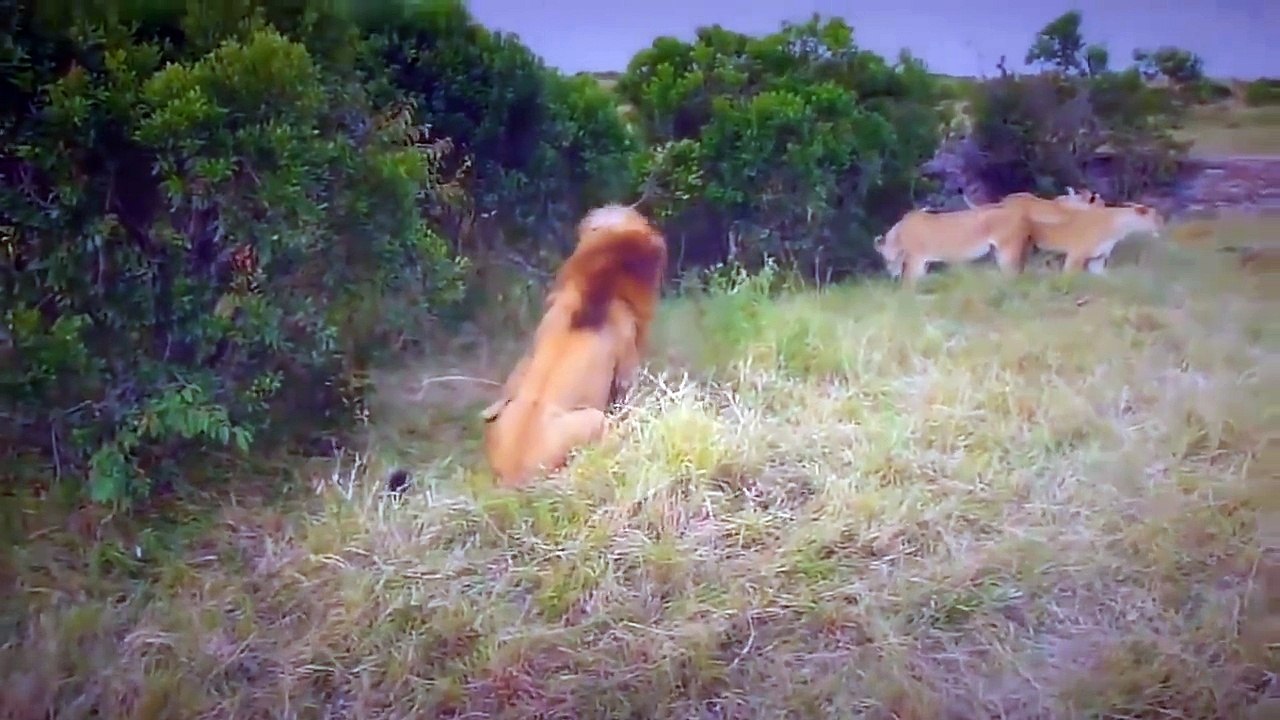 2つの茶色のクマの間で衝突する Vol2