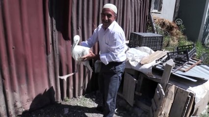 Yuvasından düşen yavru leylek bakıma alındı - BİNGÖL