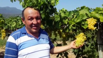 Buldan’da sezonun ilk üzümleri kesildi