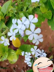 Green plant white cute flower