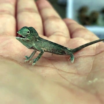 Quoi de plus adorable qu'un bébé caméléon